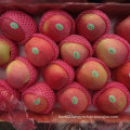 Regular Supplier of Fresh Red Qinguan Apple